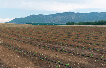Drip irrigation system watering organic plants in the field.