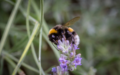 Hummel