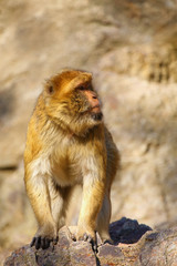 The Barbary macaque (Macaca sylvanus), also known as Barbary ape or magot,portait of the adult monkey..