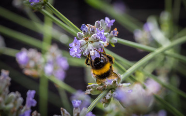 Hummel