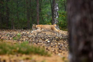 Fotobehang Lynx The Eurasian lynx (Lynx lynx), also known as the European lynx or Siberian lynx in autumn colors. Lynx peeks from behind the tree.  © Karlos Lomsky