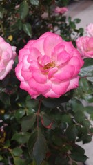 Rosa 2