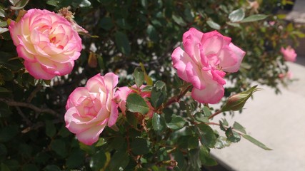 Rosas 1