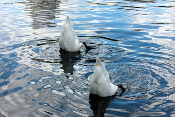 Swans. Funny synchronized swimming