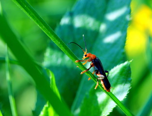 Macro. Beetle sits on the grass on a summer day