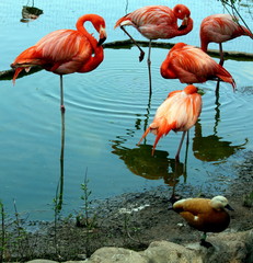 Beautiful flamingos of red color