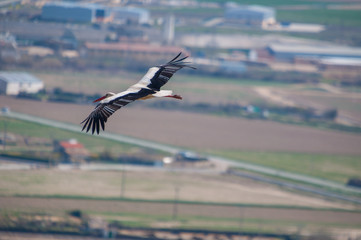 Cigüeña sobrevolando pueblo, con espacio para texto, copy-space