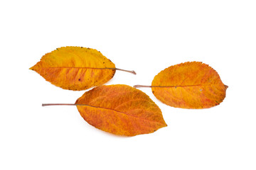 Colorful autumn leaves isolated on white background