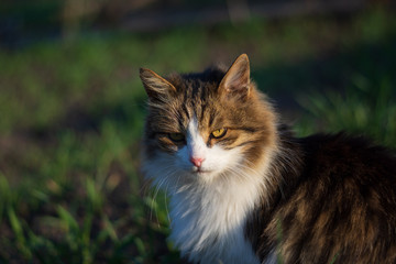 Cat look serious. Beautiful cat.