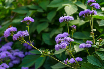 bright blue flowers of Ageratum houstonianum (flossflower) on a blurred leafy background