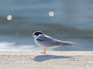 Common tern bird sitting on a pier close to the sea (latin: Sterna hirundo)