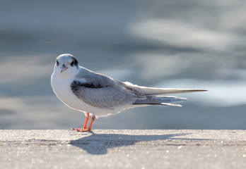 Common tern baby bird sitting on a pier close to the sea (latin: Sterna hirundo)