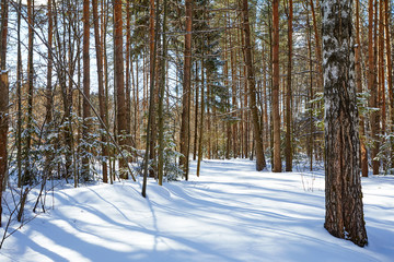 Fototapeta premium Beautiful winter forest in sunny and cold weather after snowfall