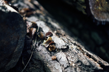 Close up an old tree with one nut leaf in a forest, dark