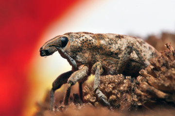 Beetle weevil is sitting on the inflorescence of grass on sunset sky background.