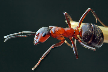 The ant is sitting on a stalk of grass on a dark background. 