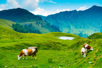 Fototapeta na wymiar Cows grazing near Casera Losa