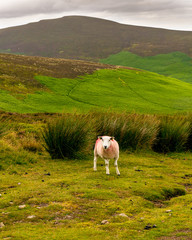 Single white sheep marked with colorful dye grazing in a typical Irish hill landscape with green meadows. Curious sheep posing for the camera in Wicklow Mountains.