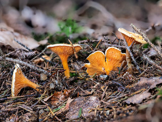 Falscher Pfifferling