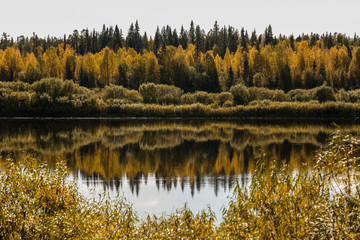 The Pinega River. Golden autumn in the Russian North.