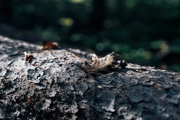 Close up an old tree with one leaf in a forest, dark