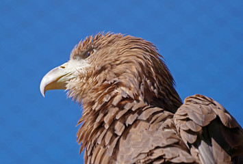 beautiful mountain eagle