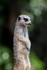 Close-up of a Meerkat Standing
