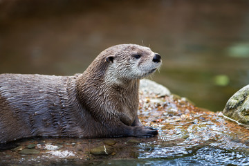 North American River Otter Relaxed