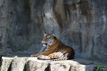 Adult Sumatran Tiger