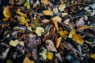 Fallen leafs laying on the floor in autumn, dark desaturated muddy ground with wood