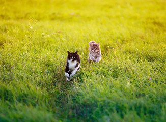 two beautiful cats run along the green summer meadow one after another