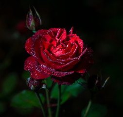 red rose with drops on flower petals