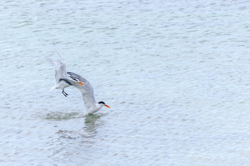 Royal Tern seabirds, Thalasseus Maxima, foraging in the sea in Montego Bay, Jamaica