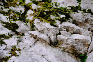 rocks and moss