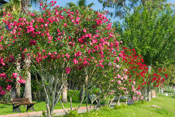 Fototapeta na wymiar Pink Oleander flowers on a natural green background in Antalya