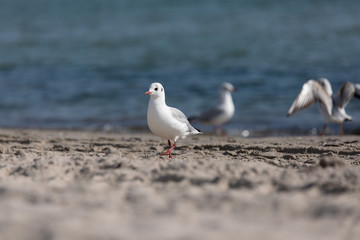 Möwe am Strand