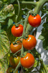 Tomaten Kirsch