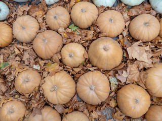 Group of brown pumpkin