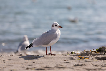 Fototapeta premium Möwe am Strand