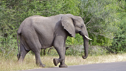 Fototapeta premium Elephant crossing
