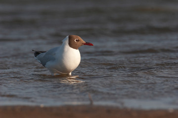 brown hooded gull on water in the sea