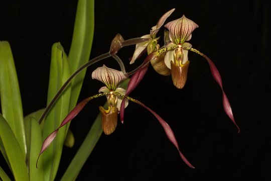 paphiopedilum orchid