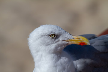 Möwe Kopf Portrait
