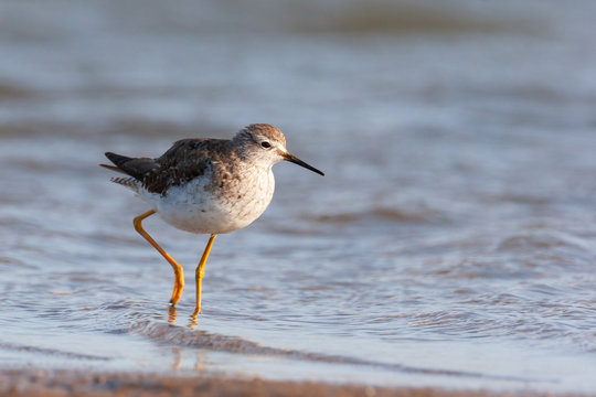lesser yellowlegs wading near the sea