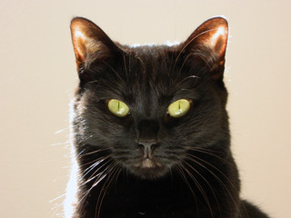 chat noir