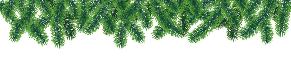 Obraz premium Vector seamless winter coniferous tree branches with needle leaves on white background.