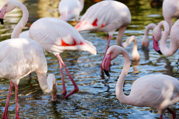 su içindeki flamingolar