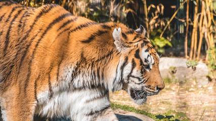 Beautiful Tiger portrait