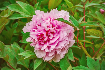 Pink Flower among the Leaves