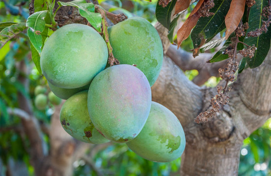 Mangues sur leur arbre